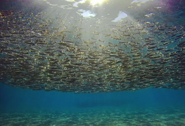 Juni 2024, der Monat der Wahlen