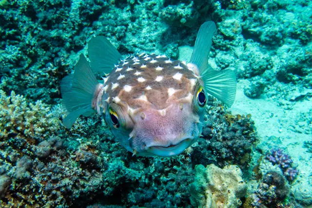 Überraschende Begegnung