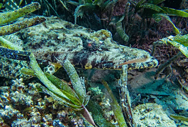 WARNUNG: Krokodil entflohen